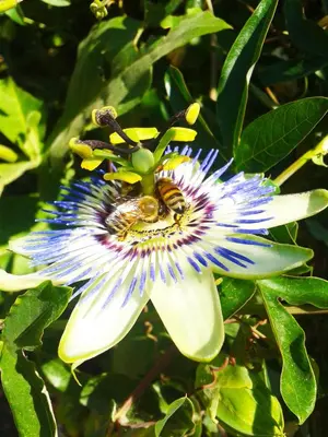 Giardino di Kiteshomes