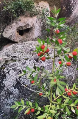 Giardino di Su SKUSORGIU
