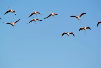 Altri animali domestici presso la casa vacanze o nei dintorni