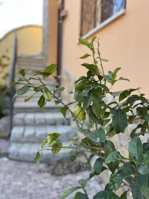 Planimetria di Casa Ada Chia
