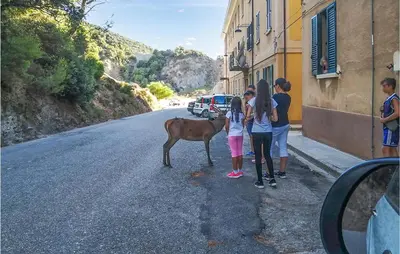 Altri animali domestici presso l'appartamento o nei dintorni