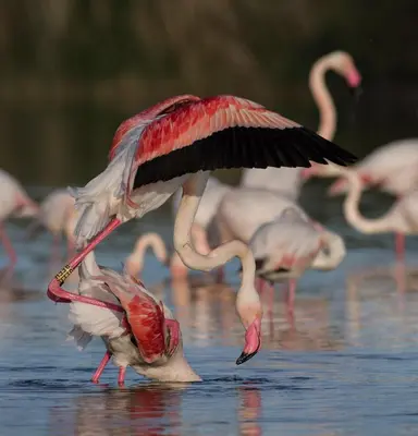 Altri animali domestici presso l'appartamento o nei dintorni