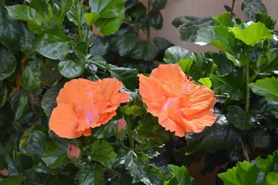 Giardino di Sweet House