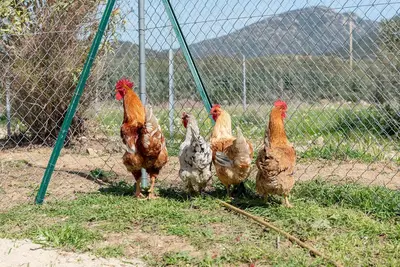 Altri animali domestici presso l'affittacamere o nei dintorni