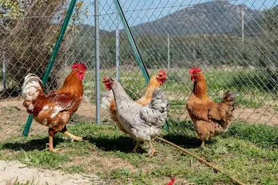 Altri animali domestici presso l'affittacamere o nei dintorni