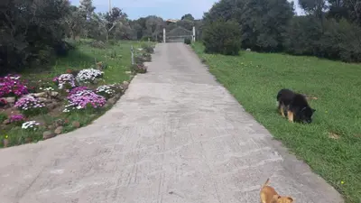 Ospiti di La_casa_di_ Willy con animali domestici