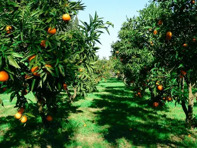 Giardino di Tartheshotel