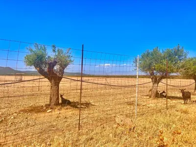 Altri animali domestici presso la casa vacanze o nei dintorni