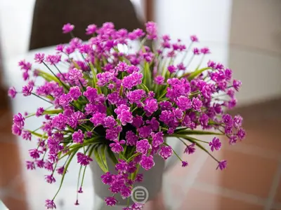 Planimetria di Elisabetta Apartment
