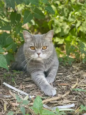 Ospiti di Villa ranch, piscina privata e parcheggio gratuito con animali domestici