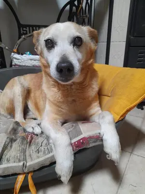 Ospiti di La ReStanza con animali domestici