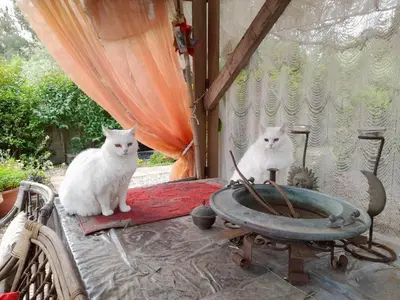 Ospiti di La ReStanza con animali domestici