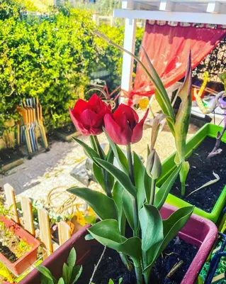 Giardino di A casa di Oba, a pochi minuti dal mare (IUN P9041)