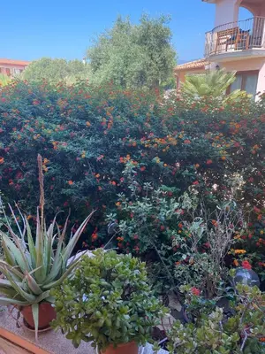 Giardino di A casa di Oba, a pochi minuti dal mare (IUN P9041)