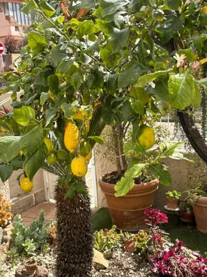 Giardino di B&B da Nuccia Villasimius
