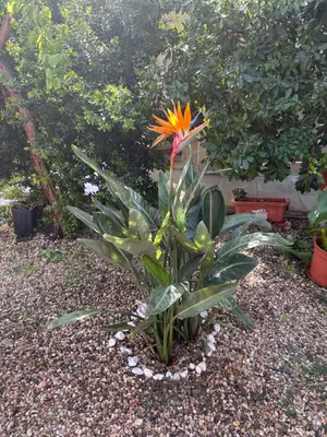 Giardino di Ambos Mundos