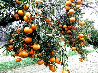 Planimetria di Hotel Domu Incantada