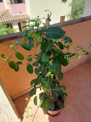 Planimetria di Venus Apartment Villasimius
