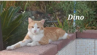 Ospiti di Sa domu 'e pisittu con animali domestici