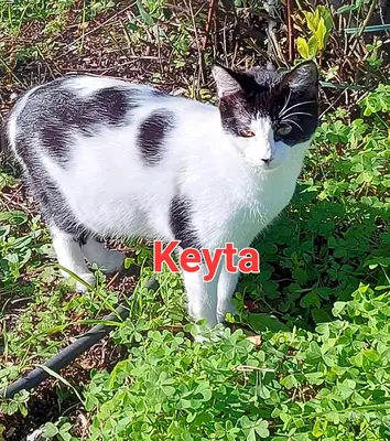 Ospiti di Sa domu 'e pisittu con animali domestici