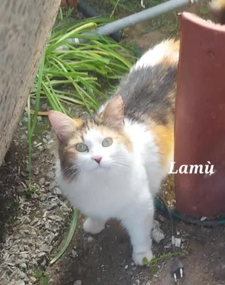 Ospiti di Sa domu 'e pisittu con animali domestici