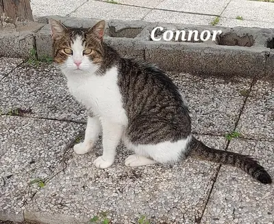 Ospiti di Sa domu 'e pisittu con animali domestici