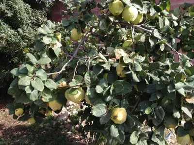 Giardino di Villa Bulcrini
