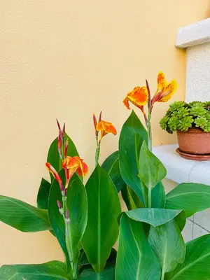 Giardino di Villa Kate Pula Sardegna
