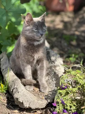 Ospiti di Hotel Su Nuraxi con animali domestici