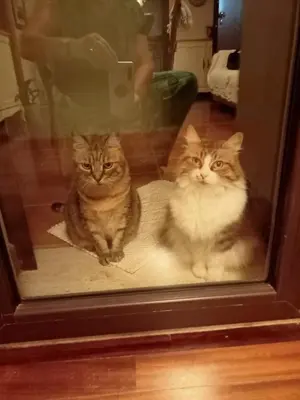 Ospiti di Nice con animali domestici