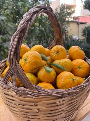 Planimetria di Tangerine Tree House