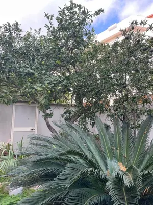 Giardino di Tangerine Tree House