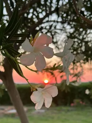 Alba o tramonto visti dall'interno della villa o dai dintorni