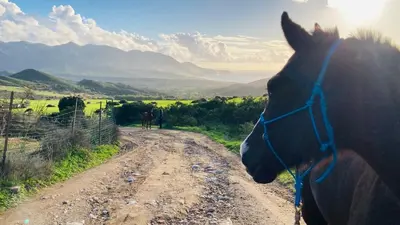 Altri animali domestici presso il bed & breakfast o nei dintorni