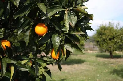 Giardino di Domus Sol Aria 2
