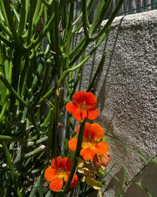Giardino di Casa Priscilla