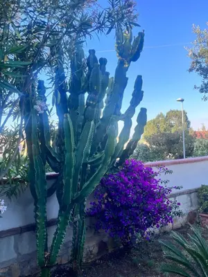 Giardino di Villa Fatta di Sogni