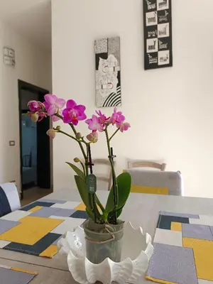 Planimetria di CASA ZENOBIO