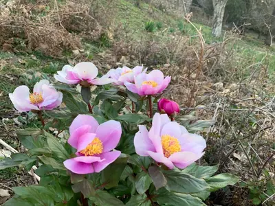 Giardino di Casetta Genneria