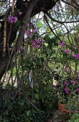 Giardino di VILLALoddo2 sud Tertenia