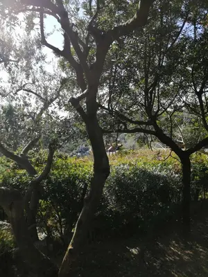 Giardino di Sa Domu De Orrì al Mare