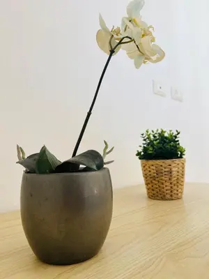 Planimetria di Casa di Tinny
