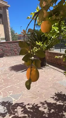 Planimetria di Ferienhaus Bella Vista