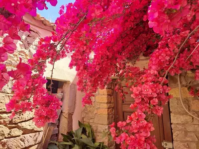 Giardino di B&B S'Omu Antiga