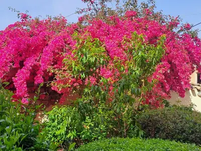 Giardino di B&B S'Omu Antiga