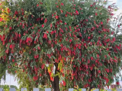 Giardino di La casa delle rose
